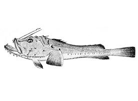 Foto: Dracul de mare