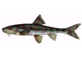 Foto: Porcușorul de nisip