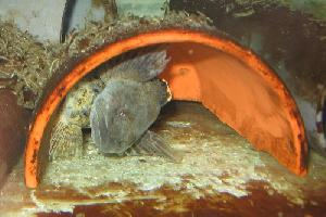 Foto: Zglăvoacă răsăriteană