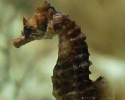 Foto: Căluțul de mare