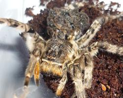 Foto: Tarantula românească