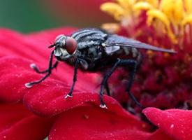 Foto: Musca cenușie de carne