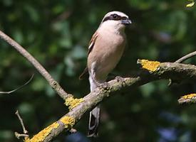 Foto: Sfrânciocul roșiatic