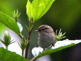 Foto: Pitulicea cu sprânceană galbenă