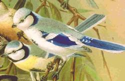 Foto: Pițigoiul azuriu