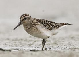 Foto: Prundașul de nămol