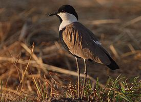 Foto: Nagâțul sudic