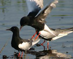 Foto: Chirighița cu aripi albe