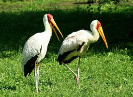 Foto: Tantal african