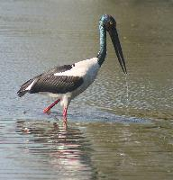 Foto: Jabiru asiatic