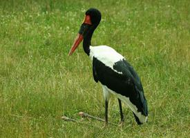 Foto: Jabiru african