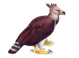 Foto: Acvila lui haast