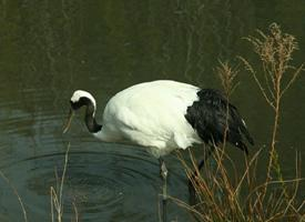 Foto: Cocorul cu coroană roșie