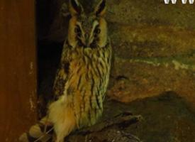 Foto: Ciuful de pădure