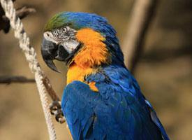 Foto: Ara cu piept galben