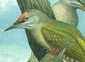 Foto: Ciocănitoarea verzuie