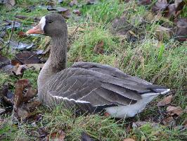 Foto: Gârlița mare