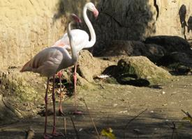 Foto: Flamingo roz