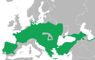 Foto: Brotăcelul - răspândire