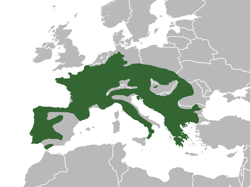 Foto: Salamandra - răspândire