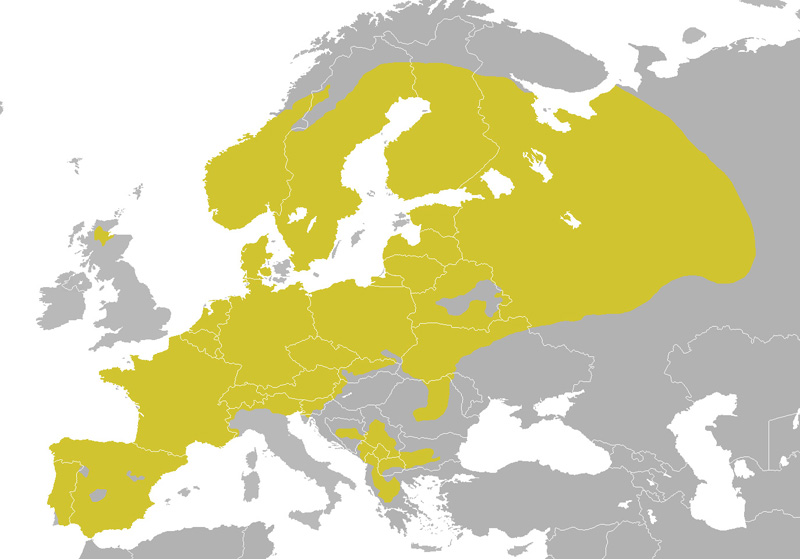 Foto: Pițigoiul moțat - răspândire