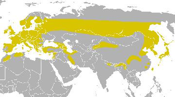 Foto: Pițigoiul de brădet - răspândire