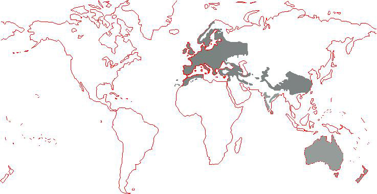 Foto: Mierla - răspândire