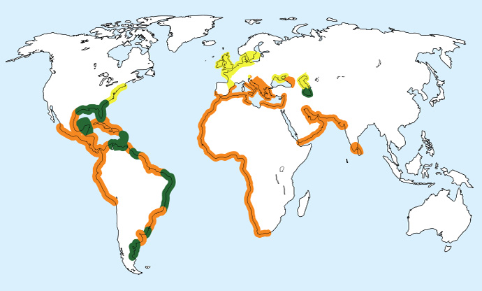 Foto: Chira de mare - răspândire