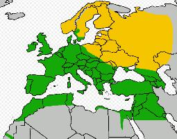 Foto: Vânturelul roșu - răspândire