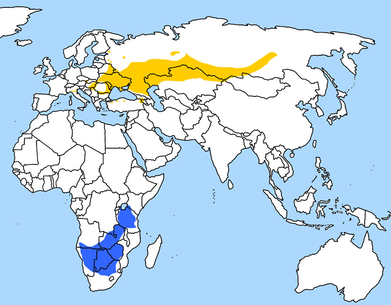 Foto: Vânturelul de seară - răspândire