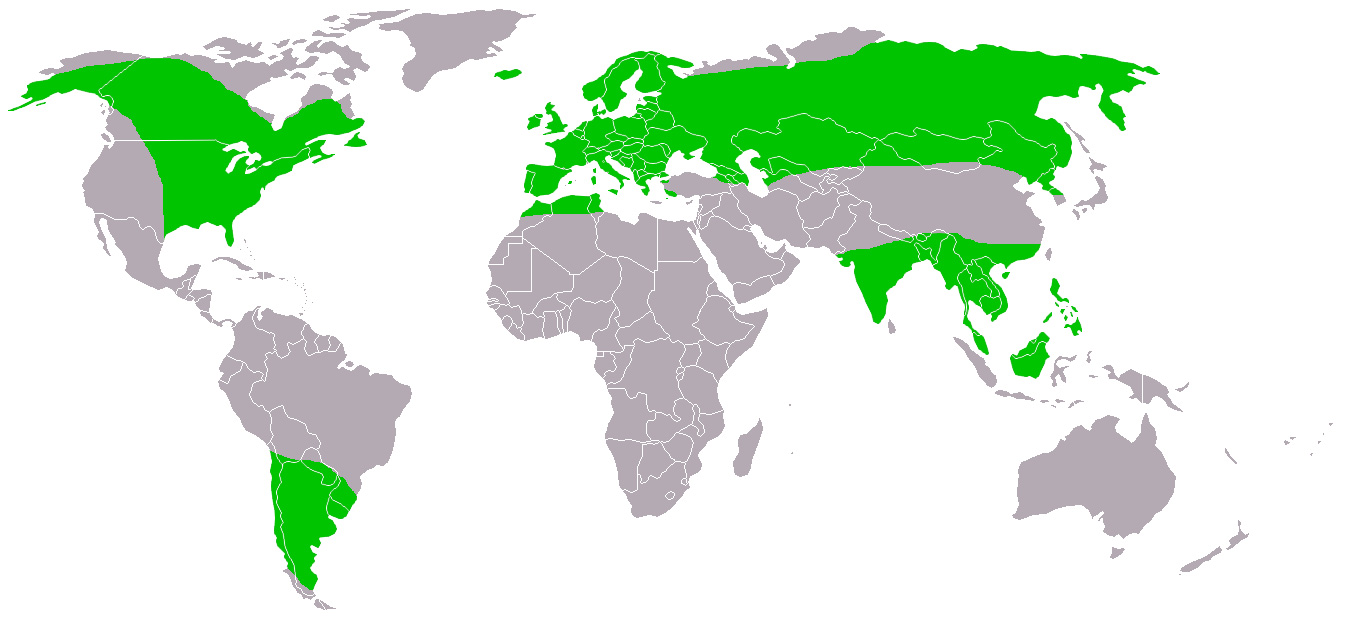 Foto: Ciuful de câmp - răspândire