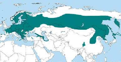 Foto: Ciocănitoarea neagră - răspândire