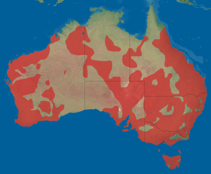 Foto: Lebăda neagră - răspândire