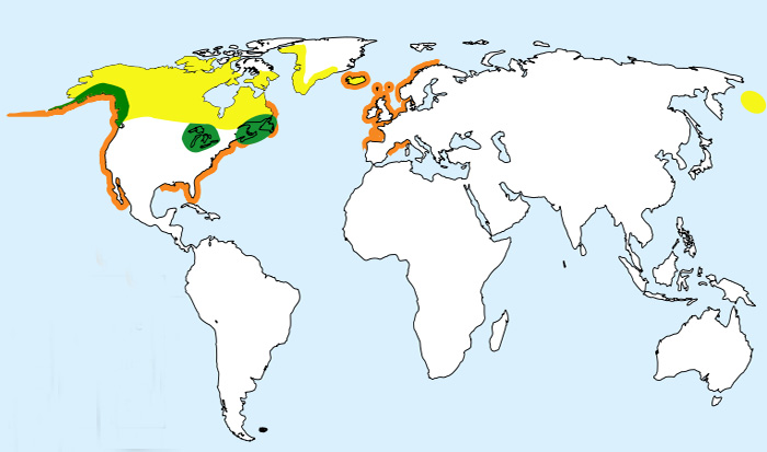 Foto: Cufundarul mare - răspândire